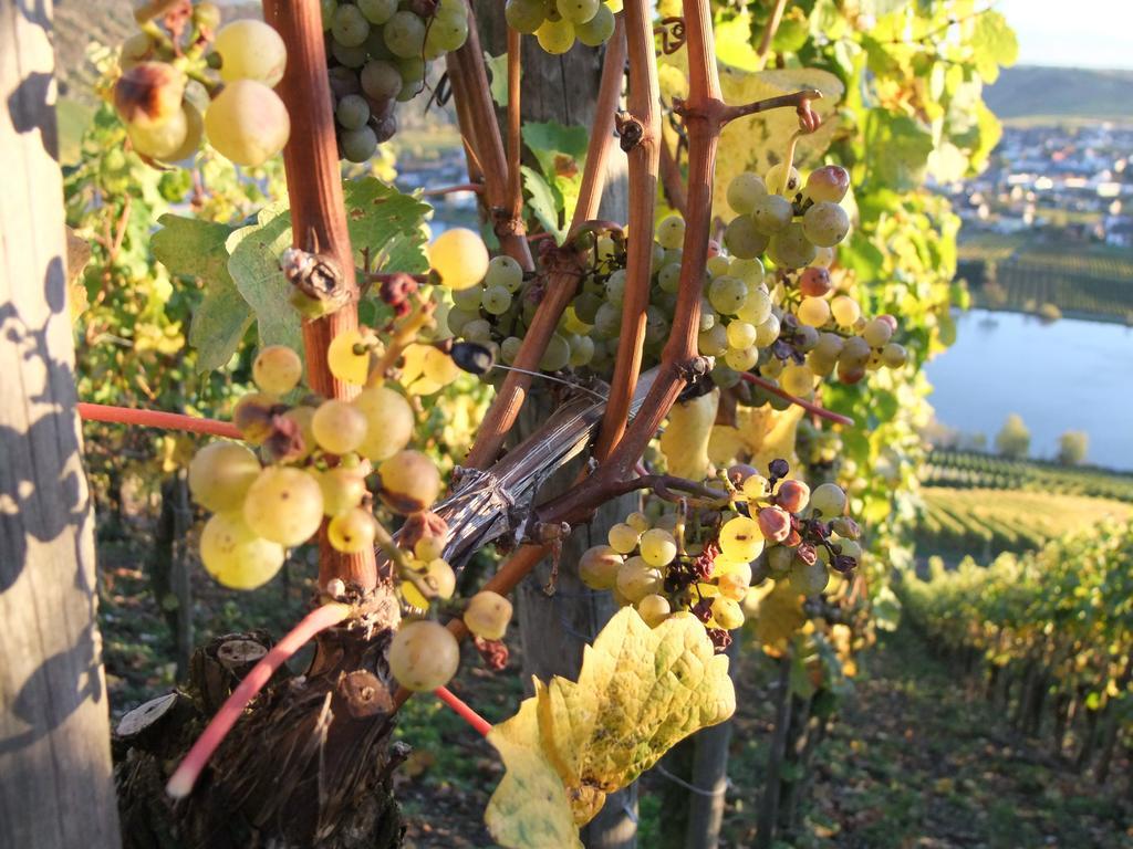 Weingut Lehnert-Veit Gutshotel Piesport Exterior foto