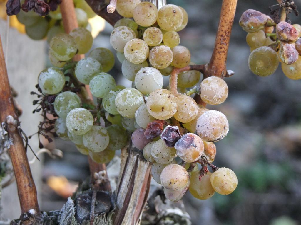 Weingut Lehnert-Veit Gutshotel Piesport Exterior foto